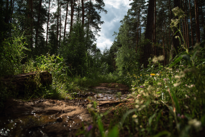 Погода у Сновську на 22.06.2026