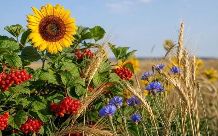 З Днем Незалежності!