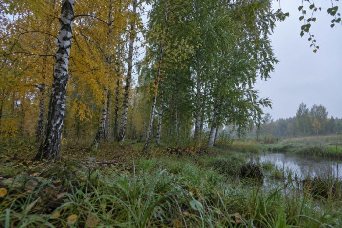 Погода у Сновську на 15.09.2026